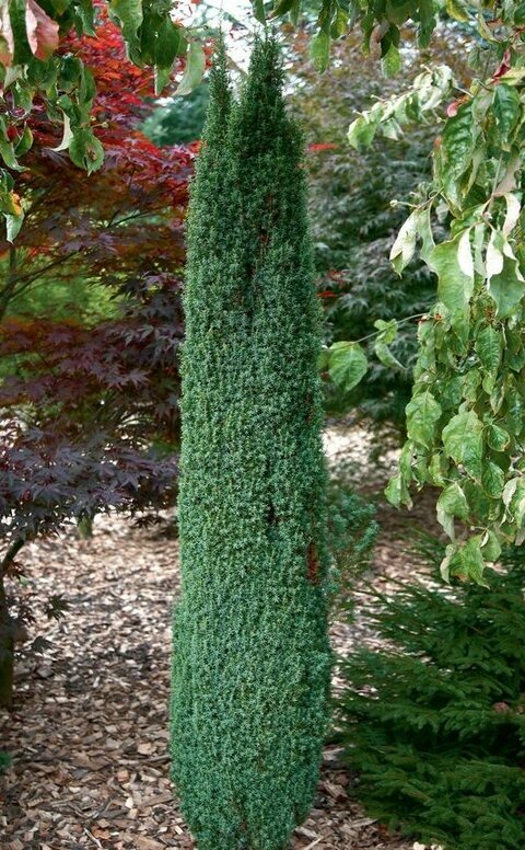 Jalovec obyčejný Arnold 30/40 cm Juniperus communis Arnold